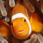 Nemo Tipp – Aktion (nemo_action) definieren – mit Rechtsklick ausführen