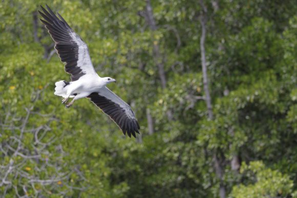 Weißbauchseeadler