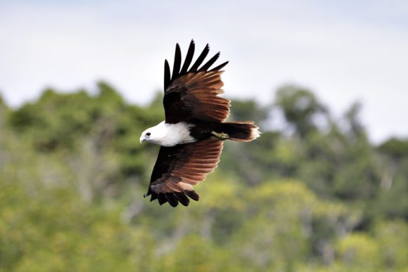 Brahminy kite (haliastur indus)