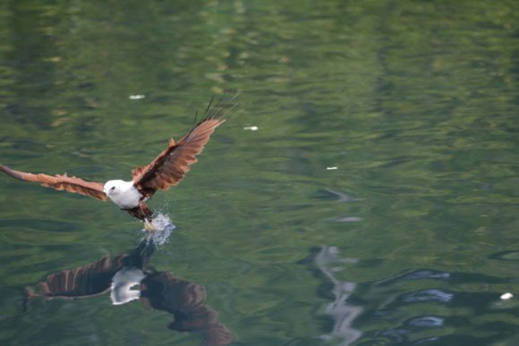 Brahminy kite (haliastur indus)