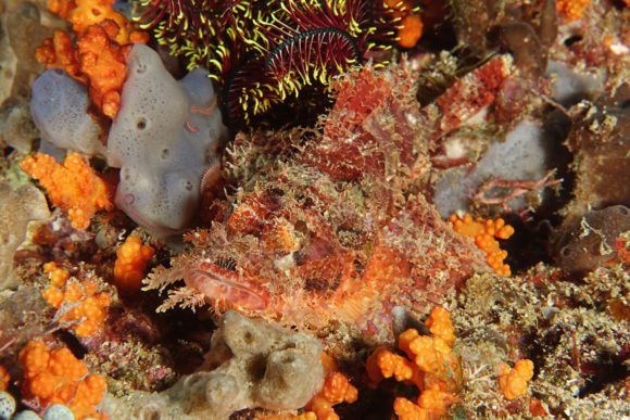 Scorpionfish