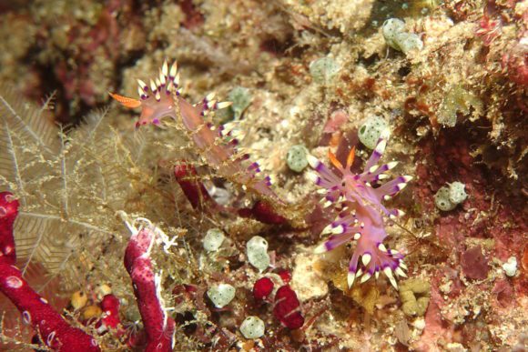 Flabellina