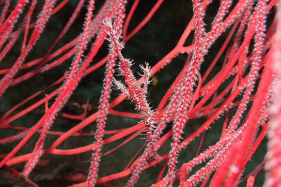 Ghostpipefish