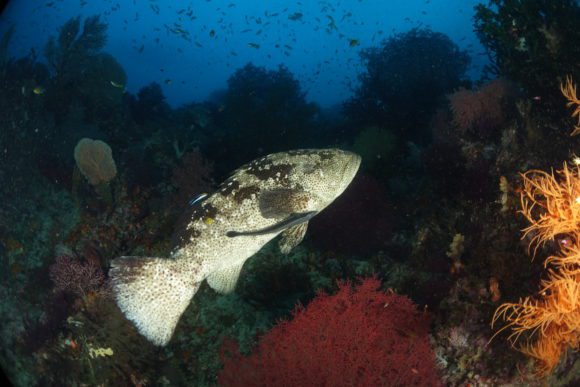 Grouper