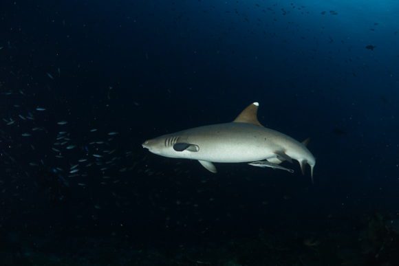 White Tip Reef Shark