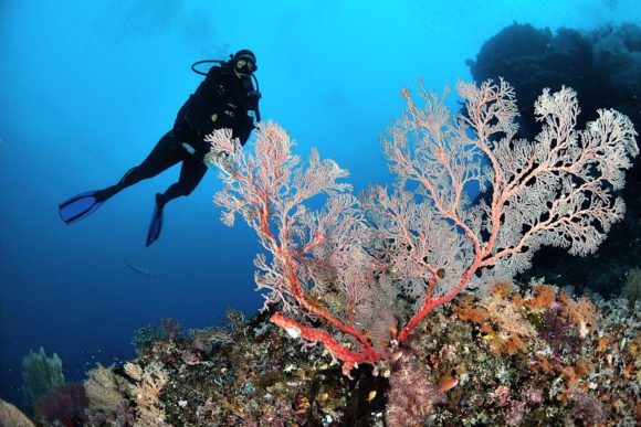 Coral and diver