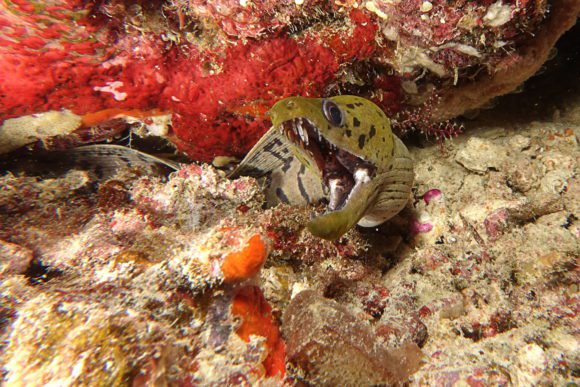 Moray eel