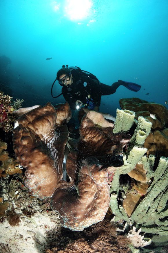 A really big clam