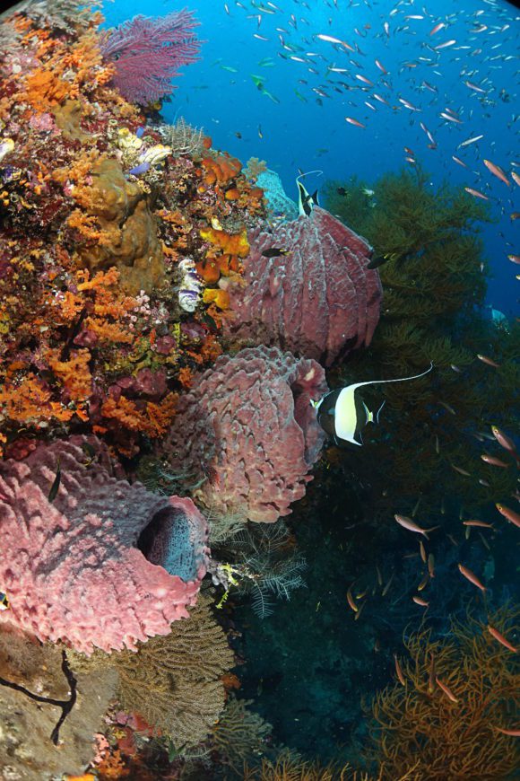 Reef- Sponges and Fish