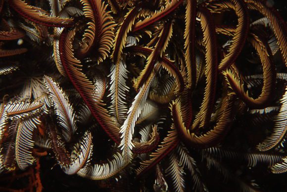 Feather star