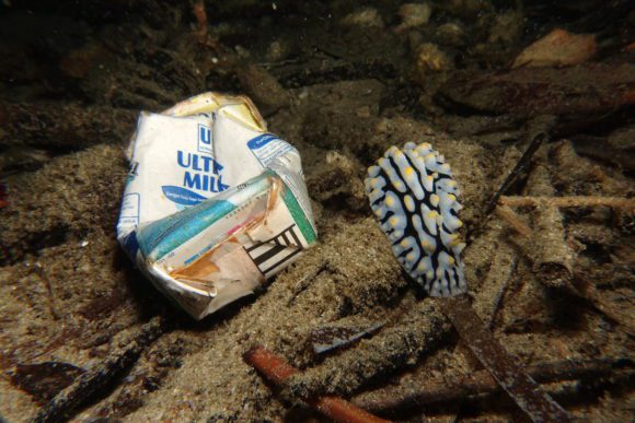 Nacktschnecke neben Müll