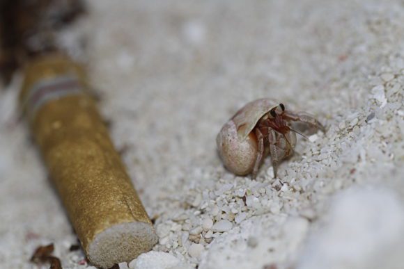 Little hermit crab next to a cigarette butt