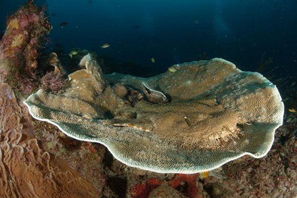 Wobbegong