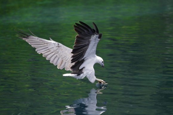 Weißbauchseeadler