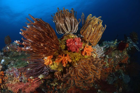 Schlangensterne - typisch für Raja Ampat