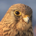 Turmfalken brüten beim einem Bekannten im Fenster – wunderschöne Tiere