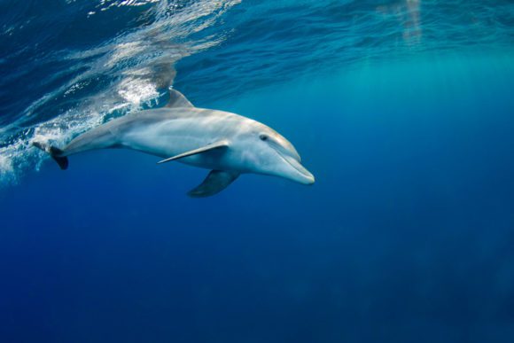Test mit Delfin