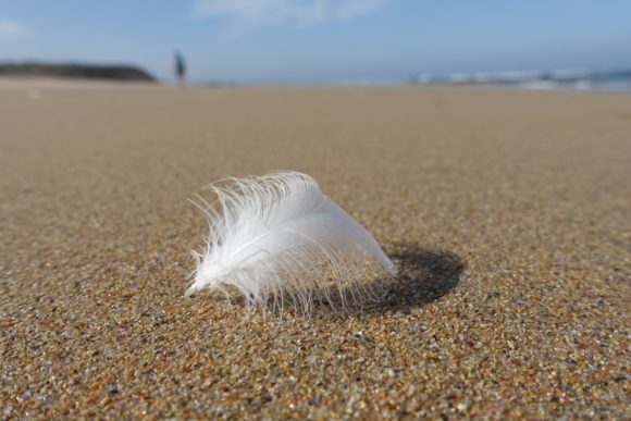 Feder am Strand