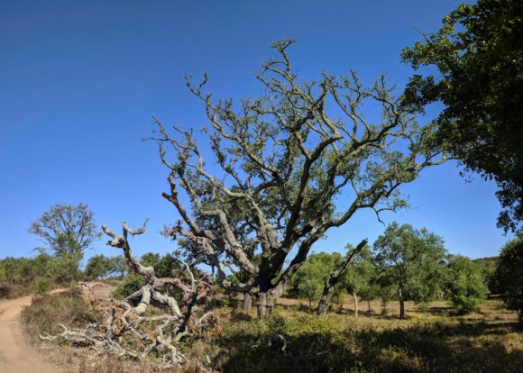 Interessanter Baum