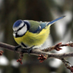 Kernbeißer, Blaumeisen – Vögel im winterlichen Deutschland