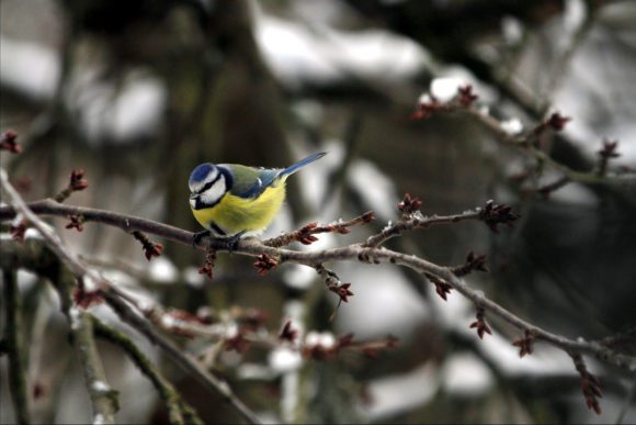 Blaumeise im Kirschbaum