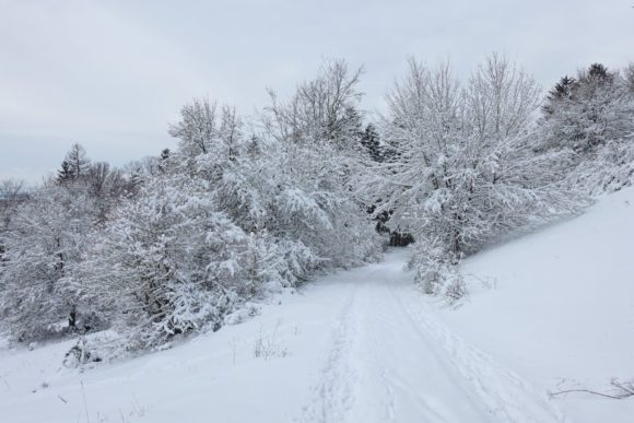 Wald im dichten Schnee