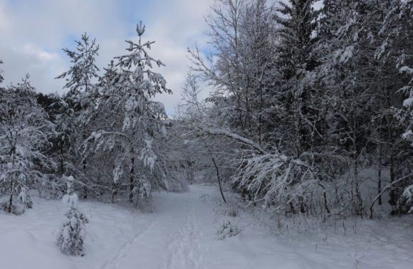 Wald mit Schnee bedeckt