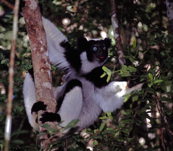 indri (Quelle: Bernard DUPONT aus Frankreich via Wikipedia.org)