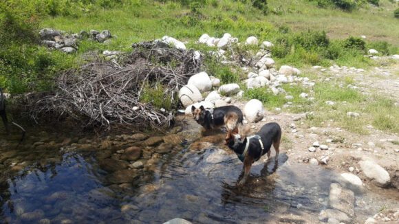 Die Hunde lieben das frische Wasser in den Bergen