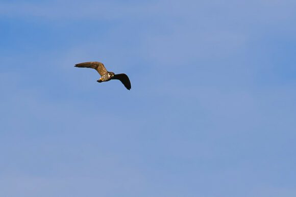 Baumfalke im Flug