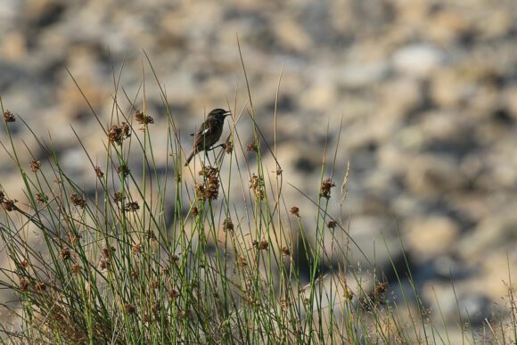 Vogel auf Grashalm