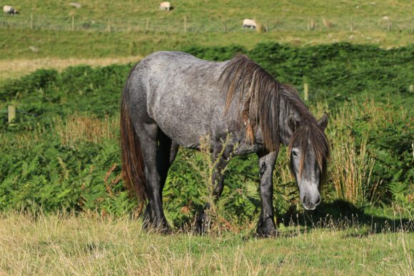 Cumbrian Fell Pony