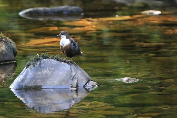 Wasseramsel