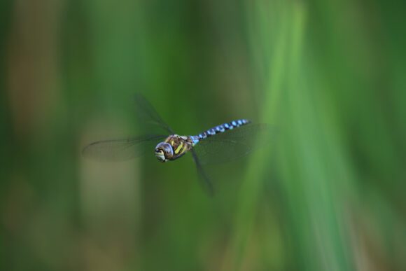 Libelle – hinter denen ist der Baumfalke her …