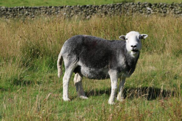 Herdwick-Schaf