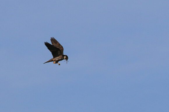 Baumfalke mit Libelle als Beute