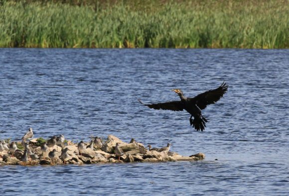 Kormoran im Anflug