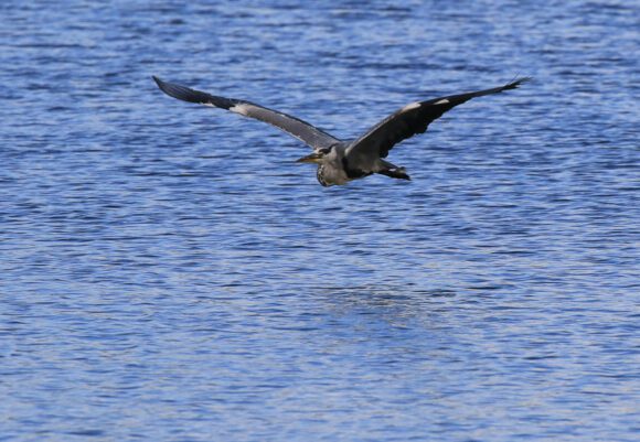 Reiher im Flug