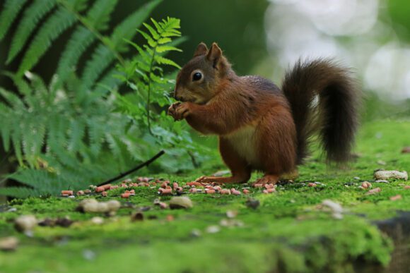 Eichhörnchen