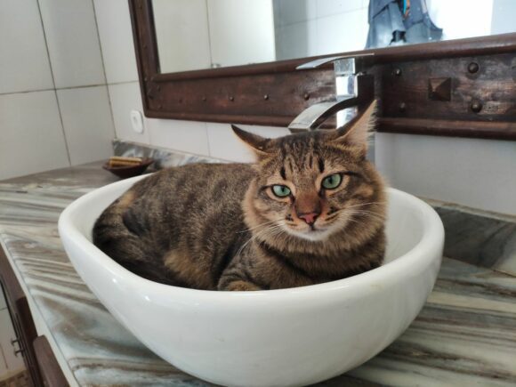 Mein Kater Mattis belegt das Waschbecken